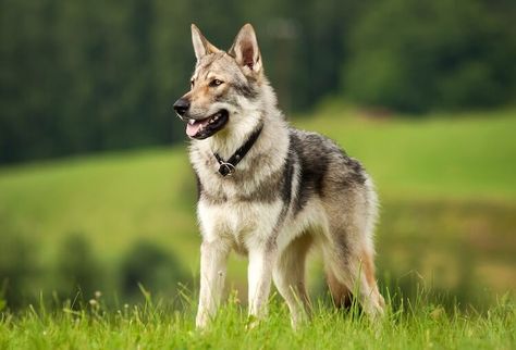 Wolf Dog Breeds, Tamaskan Dog, Wolf Dog Puppy, Wolfdog Hybrid, Ras Anjing, Czechoslovakian Wolfdog, Rare Dogs, Wolf Hybrid, Rare Dog Breeds