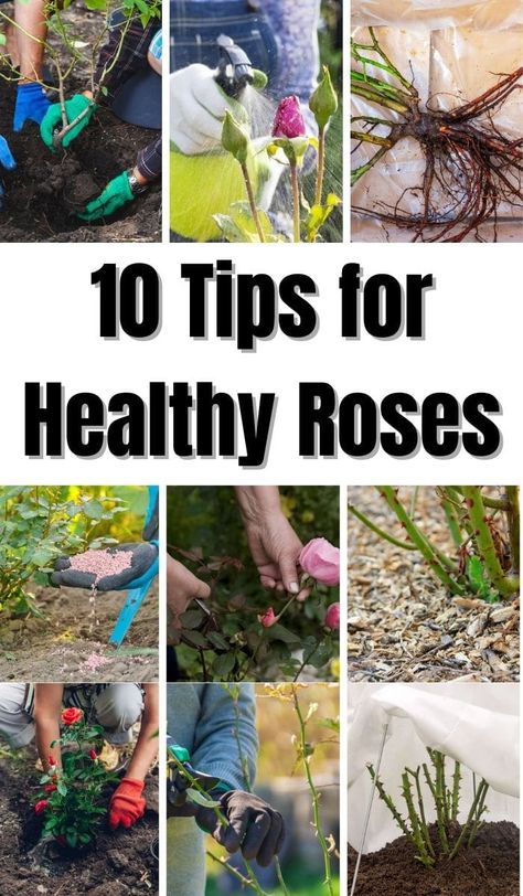 Learn all you need to know about choosing, planting, pruning and harvesting your own rose garden. All the tips for beautiful blooms! Planting Rose Bushes, Roses Garden Care, Rose Bush Care, Art Creative Ideas, Rose Companion Plants, Container Roses, Rose Plant Care, Pruning Roses, Bush Garden