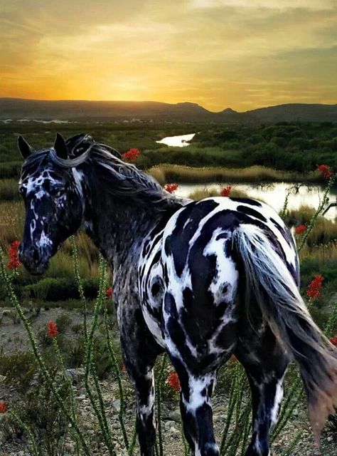 Gorgeous large black horse  spotted and speckled with white spots Beautiful markings. Looks like red cacti flowers in the foreground and beautiful winding river in the mountain background at sunset. A very lovely pic! paint horses Horses With Long Manes, Appleloosa Horses, Cool Horses, Horse Wallpapers, Unique Horses, Mustang Horses, Regnul Animal, Dream Horse, Andalusian Horse