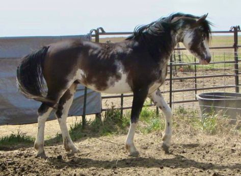 Black Sabino Horse, Sabino Horse, Horse Markings, Horse Coat Colors, Horse Inspiration, Coat Patterns, Arabian Horse, Beautiful Horses, Horses