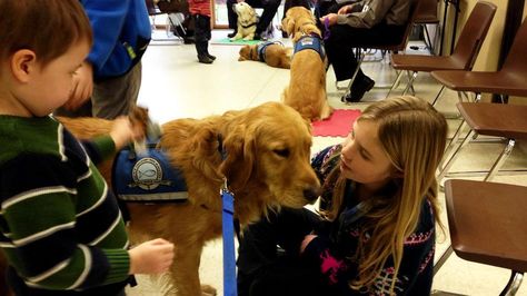 Newtown-dogs - dogs....not media! Dog Whining, Therapy Dog, Animal Tracks, Inspirational Stories, Guide Dog, Golden Heart, Therapy Dogs, Retriever Puppy, Sweet Dogs