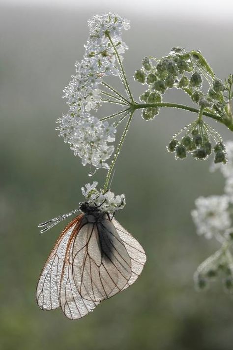 Nature Tour, 강아지 그림, Beautiful Bugs, Foto Tips, Queen Annes Lace, 수채화 그림, White Gardens, White Butterfly, Butterfly Garden