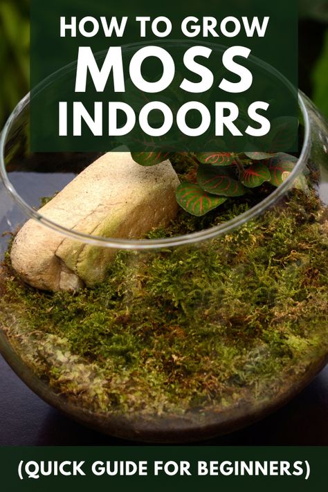 Terrarium small garden in glass bowl. Moss creates a stunning visual effect in any indoor space. You can grow moss in between pavers, on rocks, on wood, on concrete, on pots and indoor living walls. You can also make indoors DIY terrarium with your moss. Read our beginners guide on how to properly grow moss indoors. Terrarium Garden Diy, Tiny Moss Terrarium, Moss In Terrarium, How To Propagate Moss, Live Moss Terrarium Diy, Fern Terrarium Diy, How To Make A Small Terrarium, Growing Moss On Rocks, Small Moss Terrarium