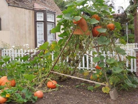 Pumpkin Teepee, Trellis Pumpkins, Pumpkin Garden Ideas, Pumpkin Trellis Ideas, Pea Teepee, Pumpkin Trellis, Teepee Trellis, Fall Flowers Garden, Pumpkin Garden