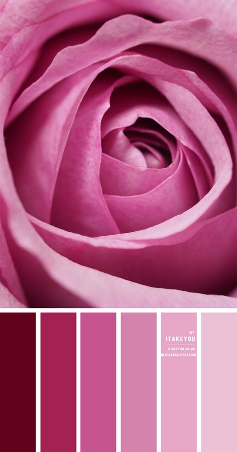 Combination With Pink Colour, Onion Pink Colour Palette, Pink Purple Colour Palette, Types Of Pink Shades, Pink Color Palette Combination, Shades Of Pink Color Palettes, Combinations With Pink, Pink Purple Color Palette, Pink Colour Combinations