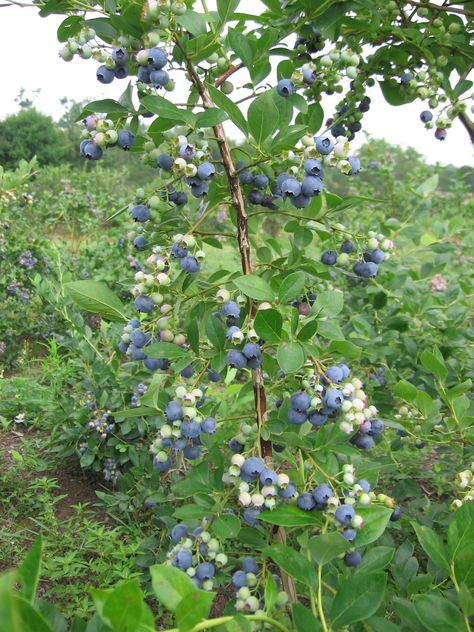 Blueberry Grow Blueberries, Cheesecake Blueberry, Cake Blueberry, Highbush Blueberry, Growing Blueberries, Pollinator Plants, Farmer Girl, Blue Berries, Flower Cottage