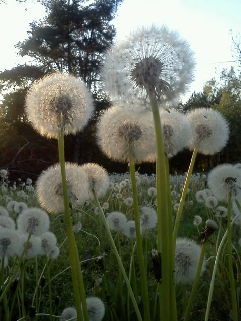 Swan Photo, Dandelion Art, Dandelion Wish, Dandelion Flower, Airbrush Art, The Fairy, Make A Wish, Dandy, Daffodils