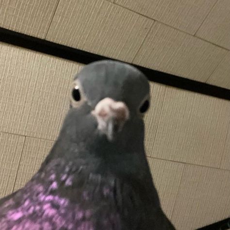 Izzie on Instagram: "my memeable birdy" Cute Pigeon, First Week, Pigeon, Audio, The World, Funny, On Instagram