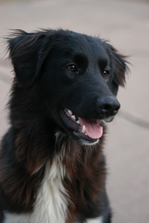 My Great Pyrenees/Border Collie mix <3 Lab Mix Dogs, Golden Retriever Mix Border Collie, Border Collie Lab Mix, Lab Mix Puppies, Black Dogs, Flat Coated Retriever, Border Collie Mix, Collie Mix, Great Pyrenees