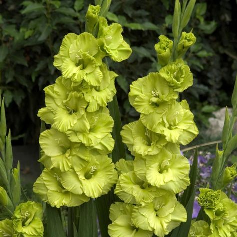 Green Star Gladiolus Flower Bulb Bright Green Aesthetic, Zone 8 Garden, Zone 7 Garden, Bulbs In Containers, Patio Border, Bulb Garden, Gladiolus Bulbs, Green Science, English Cottage Gardens