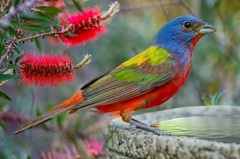 Plastic Bird Bath, Backyard Birds Watching, Bunting Bird, Backyard Birds Feeders, Free Jigsaw Puzzles, Rainbow Bunting, Painted Bunting, Picasso Paintings, Watercolor Rainbow