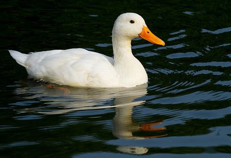 Pekin Duck Eos 2000d, Pekin Duck, Trumpeter Swan, Duck Pictures, Duck Photo, What The Duck, Wild Duck, Pet Ducks, E Mc2