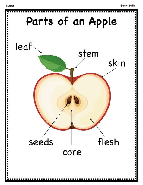 Parts of an Apple Activity [with Free Printable] | Mombrite Apple Worksheet, Apple Lesson Plans, Apple Crafts Preschool, Parts Of An Apple, Apple Theme Activities, Apple Unit Study, Preschool Apple Activities, Apple Template, Preschool Apple Theme