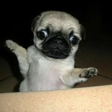 Pug Pictures, Pug Puppies, Pugs Funny, Funny Dog Pictures, Cute Pugs, Pug Love, Funny Animal Memes, Pug Life, E Card