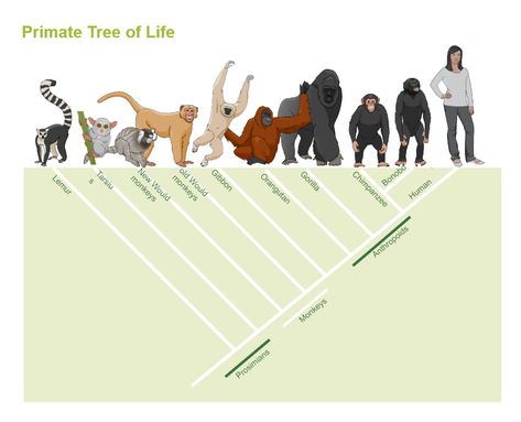 Phylogenetic Tree of Primate Phylogenetic Tree, Spatial Reasoning, Sensory System, Sense Of Smell, Primates, The Brain, Monkeys, Old World, Mammals