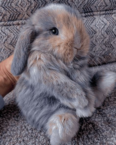 Mini Lop Bunnies, Lop Bunnies, Gray Rabbit, Pet Bunny Rabbits, Rabbit Life, Cute Bunny Pictures, Grey Bunny, Cute Small Animals