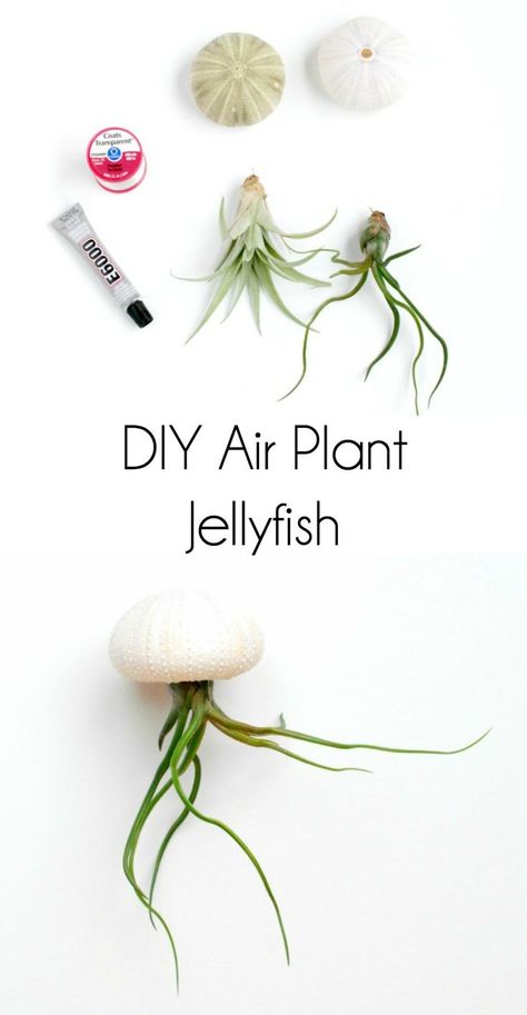 Air Plant Wall Display, Plant Holder Ideas, Plant Wall Display, Jellyfish Air Plant, Air Plant Art, Air Plants Diy, Air Plant Wall, Airplant Wall, Air Plants Decor