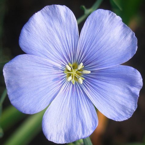 . Fineliner Flowers, Blue Flax Flowers, Irish Wildflowers, Linen Plant, Flower Garden Design Ideas, Flower Gardening Ideas, Growing Poppies, Garden Ideas Flower, Flower Garden Ideas