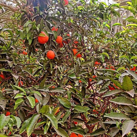 Orange trees 🌴 unveiled 🍊🍊 @vickymatthew2020 🐦🐦 fruits, trees, nature, travel, vacation, #vickymatthew2020 #travelgram #fruits #vacations #trees #explorenature #naturegram #naturelovers #outdoors #travelblogger #fruits #citrus #bhfyp #instagarm #ig #travelawesome #wanderlust #greenery #orange #likeforlikes #follow #fruits #treephotography #photography #naturelovers #perfection #explorenature #naturegeography #lovenature #igers #travelling #naturalbeauty #beautifulviews #naturephoto @vicky... Orange Trees, Trees Nature, Tree Photography, Orange Tree, Explore Nature, Nature Travel, Travel Vacation, Nature Photos, Beautiful Views