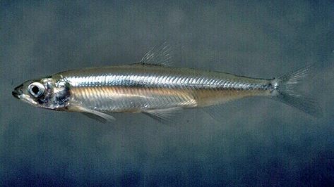 Smelt / Silver Bait fish pattern Baitfish Pattern      A actual Smelt fish, which is favorite bait for many fishes.       Some Silver bait... California Drought, Tiny Fish, Fish Patterns, Big Waves, Endangered Species, Fly Fishing, Fish Pet, California, Fish