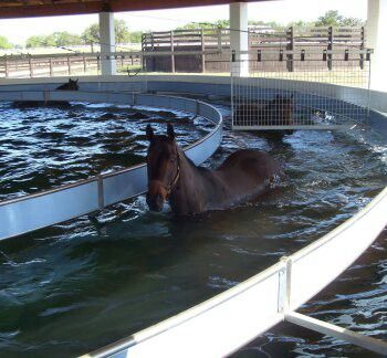 I want one of these! an aquatic horse exercise machine, and is still one of only two in this country. Designed and sold by IronGate Australia, the pool has room for six horses, and Vinery horses daily get in for a little exercise. The trainer running the pool explains that it’s not for swimming: “The water comes up only to their chests, not enough for them to be able to float. They’ve got to keep their feet on the ground.” In general, the horses walk for five minutes, jog for seven, and walk for Round Pens For Horses, Horse Walker, Equestrian Stables, Stable Ideas, Horse Water, Dream Stables, Dream Horse Barns, Diy Horse, Horse Exercises