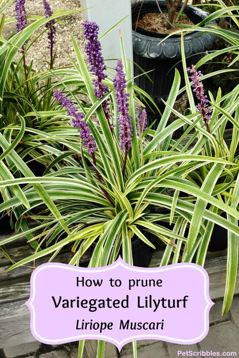 Variegated Lilyturf perennials – also known as Liriope Muscari – have earned my respect for their easy care, being practically maintenance free! I think every garden needs to have some carefree plants like these! Here’s how to easily prune them in the Spring . . . Last Fall, just after Labor Day, we embarked on a professional landscape transformation [...] Variegated Liriope Landscape, Liriope Companion Plants, Lily Turf Landscaping, Lilyturf Plant, Liriope Landscape, Liriope Border, Variegated Lilyturf, Liriope Variegated, Liriope Plant