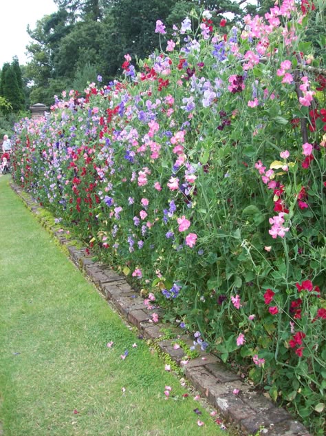 Sweet pea wall Fenced Front Yard Landscaping, Sweet Pea Planters, Sweet Peas In Garden, Sweet Pea Fence, Sweet Peas Garden, Sweet Pea Planting Ideas, Sweet Pea Arch, Sweet Pea Growing Ideas, Sweet Pea Wall