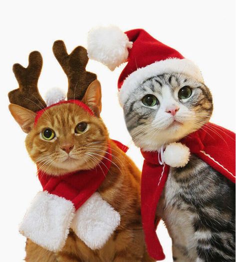 Best Christmas jumpers for cats: Festive looks for your very own Santa Claws | HELLO! Cat Christmas Costumes, Cute Christmas Jumpers, Chat Halloween, Small Kittens, Christmas Hats, Pet Scarf, Dog Hat, Black Christmas, Cat Costumes