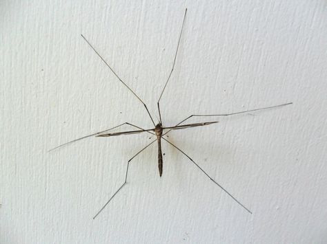 Crane Fly / Mosquito Hawk Mosquito Tattoo Ideas, Big Hawk, Fly Insect Aesthetic, Mounted Insects, Praying Mantis Taxidermy, Crane Fly, Hawk Tattoo, Mosquito Meme, Insects