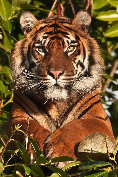 Dignitas sublimitas Tiger Photography, Animals Wallpapers, Wild Animals Photography, Panthera Tigris, Photography Animals, Tiger Pictures, Wild Tiger, Animals Photography, Exotic Cats