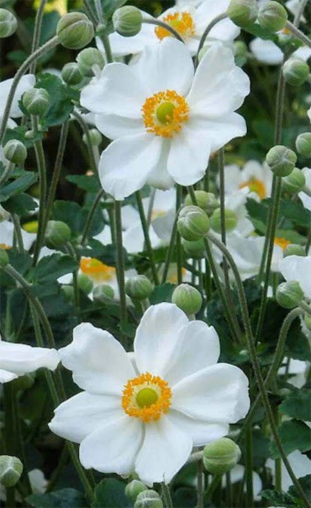 Japanese Anemone White, Anemone Leaves, Japanese Windflower, Daylily Flower, Japanese Anemones, Hampton Garden, Japanese Anemone, Summer Flowers Garden, Buttercup Flower