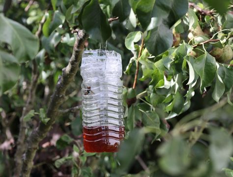 Homemade Hummingbird Nectar, Wasp Spray, Wasp Removal, Wasp Repellent, Wasp Trap, Citronella Plant, Wasp Traps, Types Of Vinegar, Wasp Stings