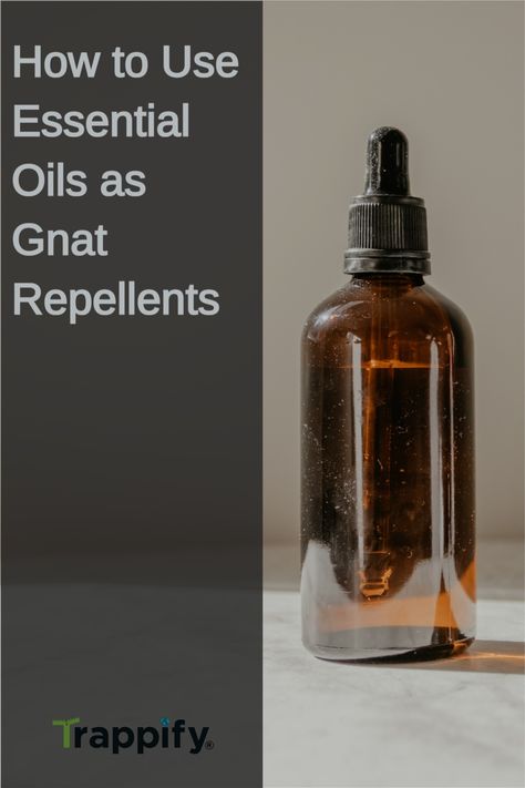 Gnats are some of the most annoying insects that you can have in your house. Their sound alone is grating, not to mention their painful and irritating bites. Luckily, using essential oils to get rid of gnats is 100% safe for people and pets in the house. Read on for more information on how to best use them. Essential Oils To Get Rid Of Gnats, Essential Oils For Gnats How To Get Rid, Essential Oils For Gnats Diffuser, Gnat Spray Essential Oils, Essential Oils For Gnats, Diy Gnat Spray, How To Get Rid Of Gnats In The House, Gnat Repellant, Gnat Bites