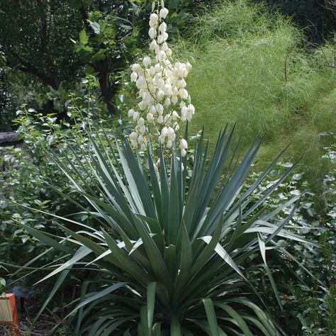 Soft-leaved yucca Evergreens For Shade, Pool Plants, Yucca Plant, Succulent Landscaping, Backyard Plants, Bloom Where You Are Planted, Plant Guide, Plant Images, Summer Plants