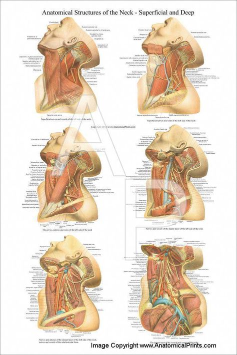 A Guide to Health Medical Insurance Plans - Health Medical Insurance Plans have been formulated keeping the concept of health and medical technology as a core concern. There are many types of health... Endometrial Polyps, Lump Behind Ear, Skin Bumps, Under My Skin, Head And Neck, Bump, Muscles, Anatomy, Human Body