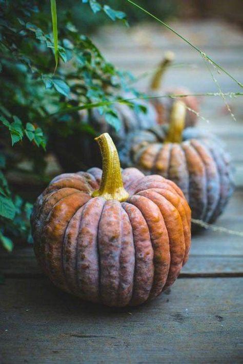 pumpkins Thai Dessert, Fabulous Fall, Happy Fall Y'all, Autumn Beauty, Autumn Aesthetic, Fall Favorites, Samhain, Fall Harvest, A Pumpkin