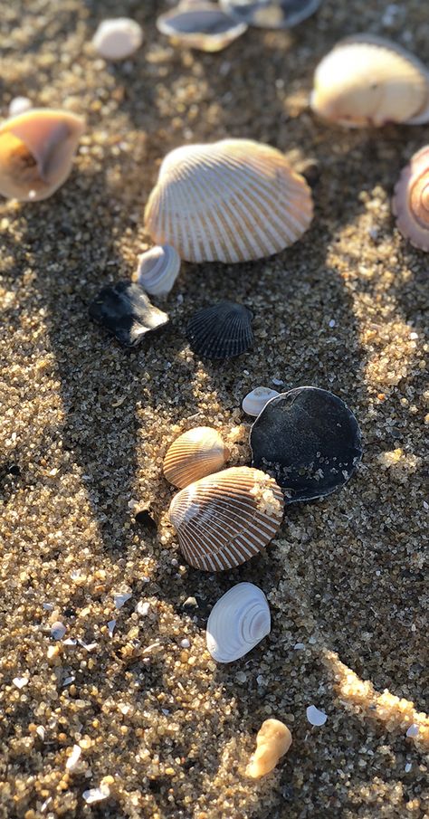 Beach Shells Aesthetic, Sea Shells Photography, Photo In The Sea, Beach Story Ideas, Shells Aesthetics, Sea Shells Wallpaper, Shells On Beach, Sea Beach Photography, Shells At The Beach