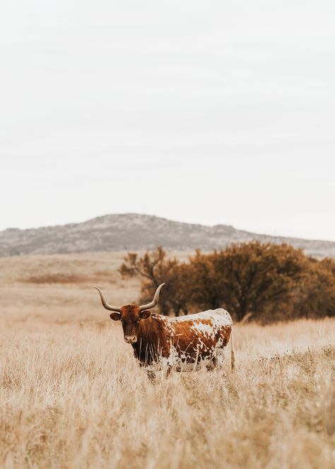 Texas Longhorn Cattle High Resolution Digital Prints, downloads include the color print and a black & white print. Punchy Western Background, Texas Longhorn Aesthetic, Brown Cowboy Aesthetic, Western Green Aesthetic, Blackland Prairie Texas, City Cowboy Aesthetic, Southern Fall Aesthetic, Moody Western Aesthetic, Country Western Aesthetic