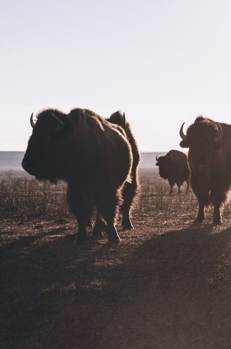 It's a Man's World Charles Smith Aesthetic, Dark Cowboy Aesthetic, Company Aesthetic, Cowboy Aesthetic, Western Photography, The Creeper, Pleasant Company, Arthur Morgan, American Gods