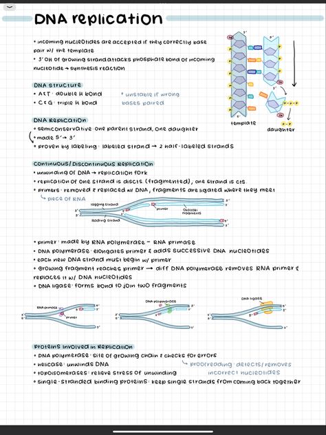 Extracellular Matrix Notes, Bio Ipad Notes, Dna Vs Rna Notes, Dna Notes Aesthetic, Biomechanics Notes, Dna Notes Biology, Biology Notes Ipad, Dna Replication Notes, Bio Notes Aesthetic