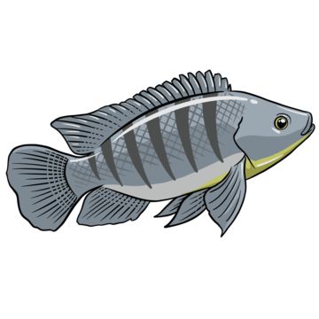 ikan mujair,vektor ikan,ikan kakatua,penangkapan ikan,clipart ikan,logo ikan,ikon ikan,vektor logo ikan,ikan kartun,vektor memancing,pecinta ikan,clipart memancing,gambar kartun,kartun,ikan kecil,satwa,nila,akuatik,vektor kartun,ikan berenang,clipart kecil,renang clipart,ikan,budidaya ikan nila,ternak nila,memancing ikan nila,menjual ikan,ikan nila goreng,bumbu ikan mujair,ikan sungai Ikan Png, Ikan Nila Goreng, Small Clipart, Swimming Clipart, Fish Tilapia, Fish Seasoning, Fish Fried, Fishing Clipart, Fried Tilapia