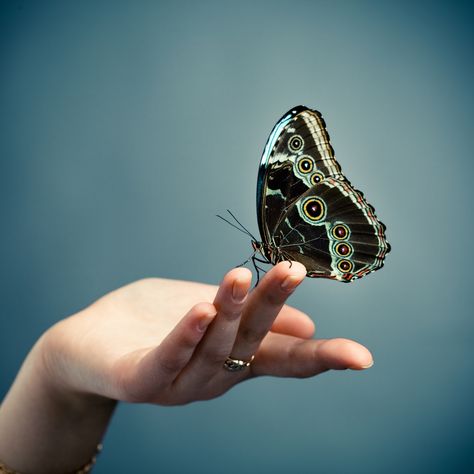 Butterfly lands on- Finger. Gaudy fluttering.- Outside it is cold.- #haiku poem Bloom Book, Free Online Classes, Yale University, Butterfly Kisses, Free Online Courses, Baby Head, Christian Women, True Beauty, Blue Backgrounds