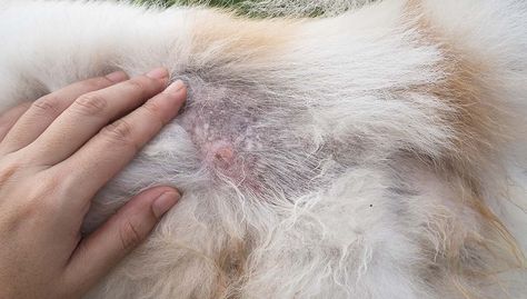 My Dog Has Crusty Scabs on His Back Dog Losing Hair, Constipated Dog, Dog Mange, Diy Dog Shampoo, Dog Skin Problem, Losing Hair, Coconut Oil For Dogs, Oils For Dogs, Dog Allergies