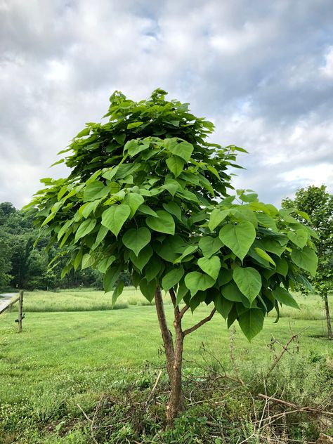 Northern catalpa tree Catalpa Tree, Live Tree, Tree Seeds, Shade Trees, Blue Tree, Water Me, Growing Tree, Farm Gardens, Fruit Trees