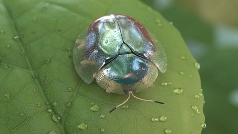 ArtStation - Golden Tortoise Beetle, Alexia Rubod Golden Beetle, Tortoise Beetle, Microscopic Photography, Cool Bugs, Stag Beetle, Beautiful Bugs, Creepy Crawlies, A Bug, Little Critter