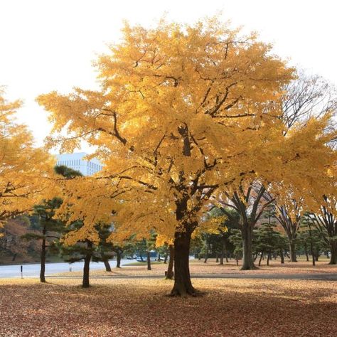 Ginkgo Trees | Naturehills.com Gingko Biloba Tree, Ginkgo Biloba Tree, Maidenhair Tree, Privacy Trees, Wisteria Tree, Tree Seedlings, Ginkgo Tree, Street Trees, Invasive Plants