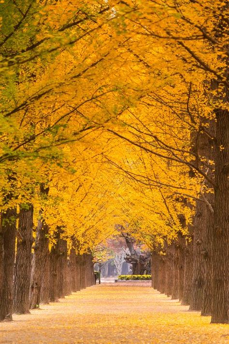 Trees In Fall Autumn, Yellow Trees Aesthetic, Trees Autumn, Autumn Poems, Trees With Yellow Fall Leaves, Yellow Autumn, Fall Trees, Autumn Magic, Autumn Scenes