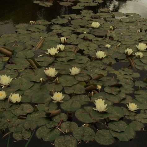 Soft Energy, Green Academia, Nature Goddess, Dark Green Aesthetic, Green Theme, Cottagecore Aesthetic, Green Wallpaper, Nature Aesthetic, Water Lilies