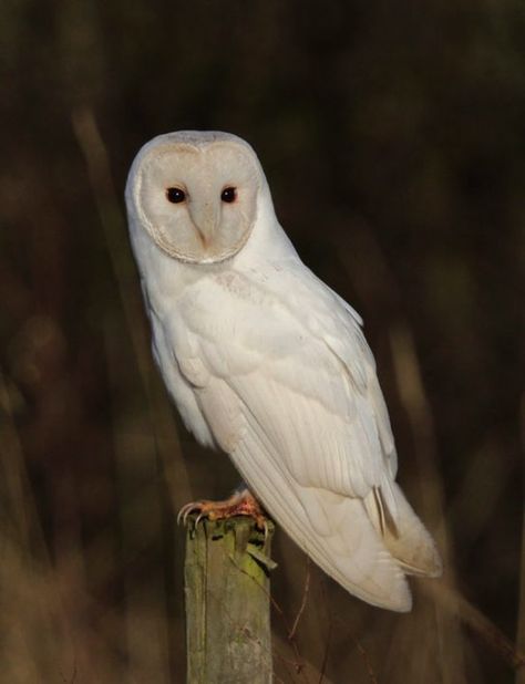 Leucistic Barn Owl Barn Owl Drawing, Barn Owl Tattoo, Baby Barn Owl, Barn Owl Art, Owl Facts, Owl Photography, Owl Bag, Bird Tattoos, Barn Owls