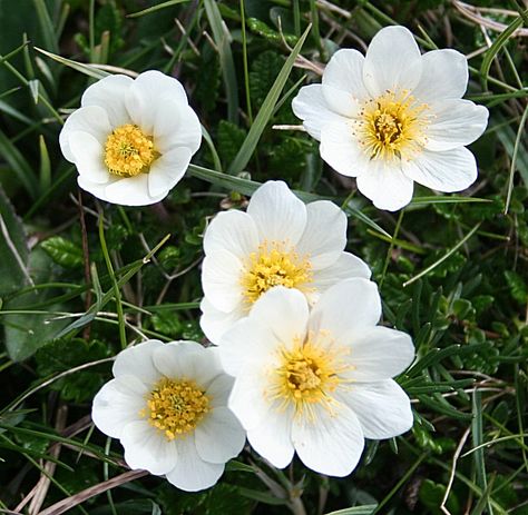 Mountain Avens (Dryas octopetala) by Anne Burgess, via Geograph Mountain Avens Tattoo, Avens Flower, Iceland Tattoo, Swedish Flowers, Mountain Avens, Flora And Fauna Drawing, Yellow Raspberries, Scottish Flowers, Calf Tattoo